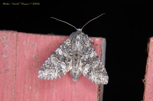 iNaturalist observation photo of Cutworms and Dart Moths