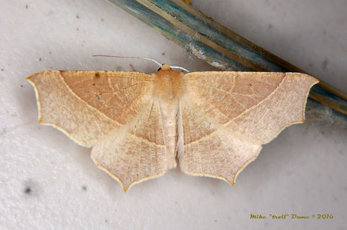 iNaturalist observation photo of Elegant Thorn