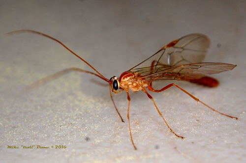 iNaturalist observation photo of Brown Ichneumons