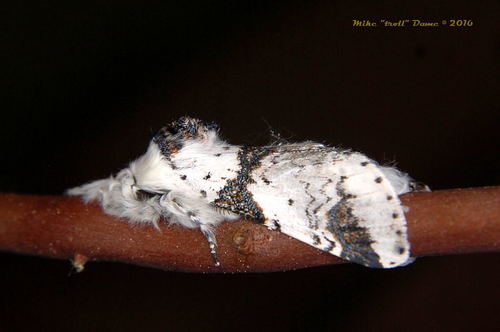 iNaturalist observation photo of Zigzag Furcula Moth