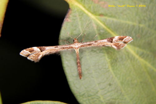 iNaturalist observation photo of Platyptiliini