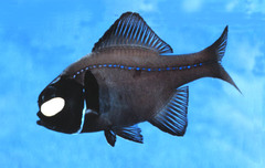 Eyelight Fish photo 2