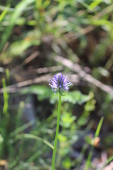 Phyteuma betonicifolium