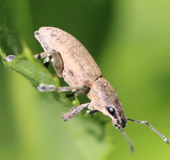 Tanymecus palliatus