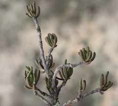 Euryops subcarnosus