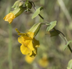 Erythranthe glaucescens