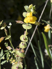 Erythranthe glaucescens