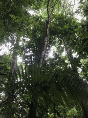 Posoqueria latifolia