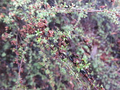 Kunzea tenuicaulis