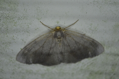 Lambdina pellucidaria