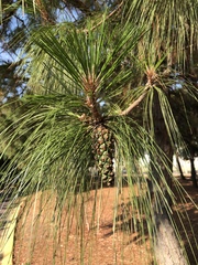 Pinus douglasiana