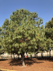 Pinus douglasiana