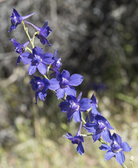 Delphinium variegatum