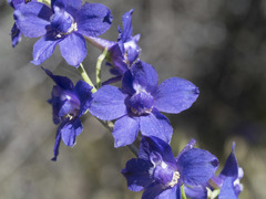 Delphinium variegatum