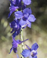 Delphinium variegatum