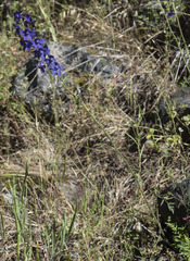 Delphinium variegatum