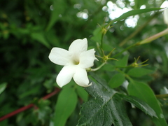 Jasminum officinale