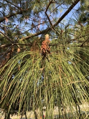 Pinus douglasiana