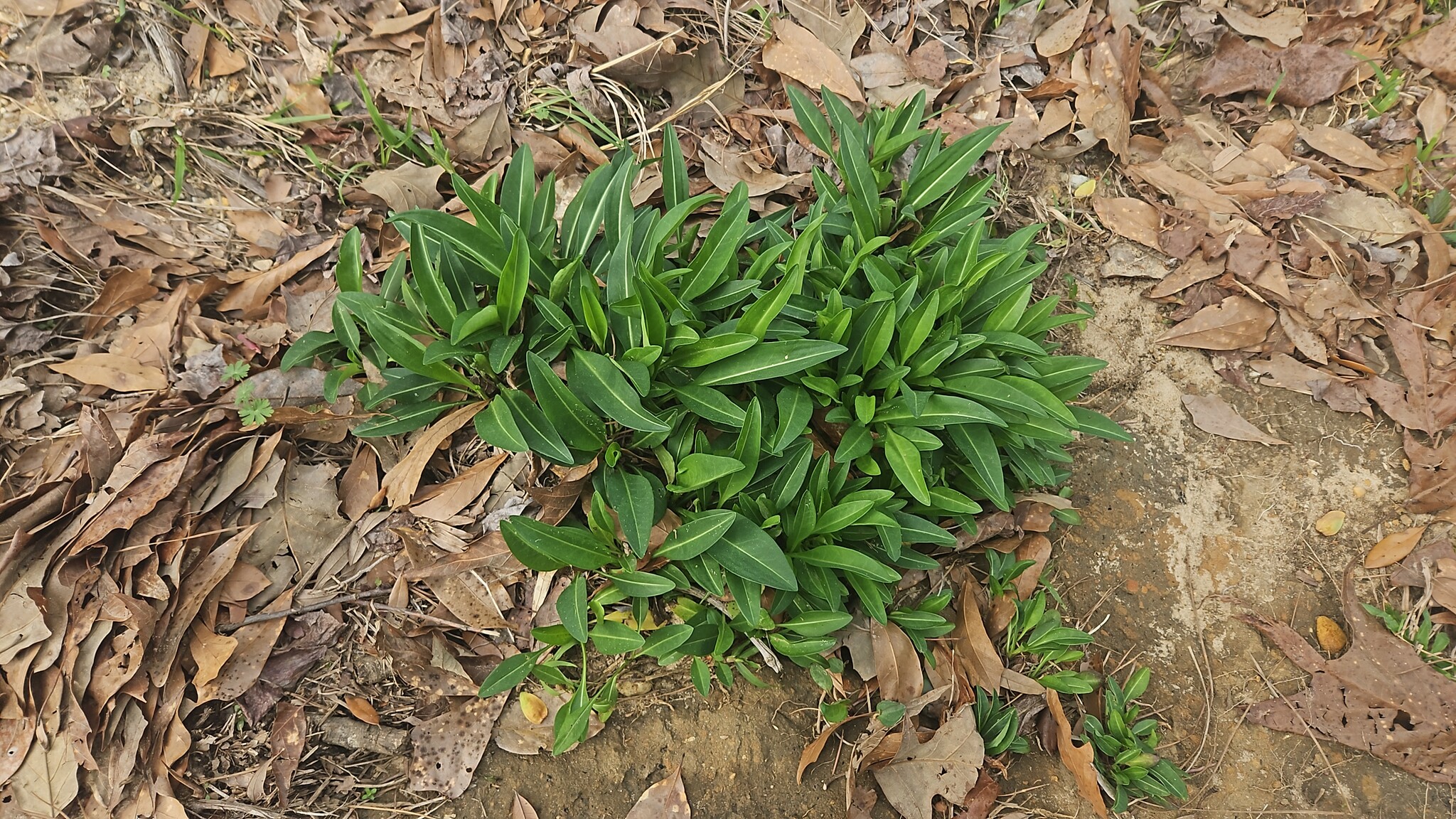 Imagem de Margarida-de-verão