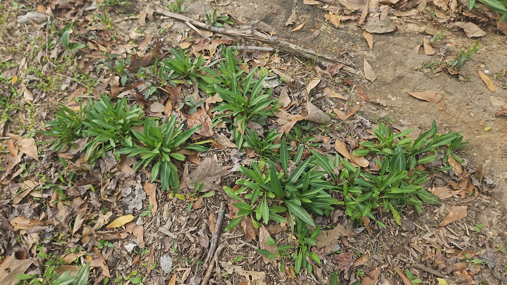 Imagem de Margarida-de-verão