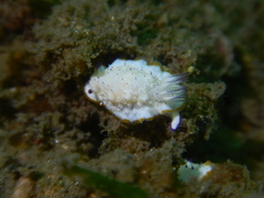 Mexichromis katalexis
