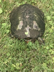 Pseudemys rubriventris