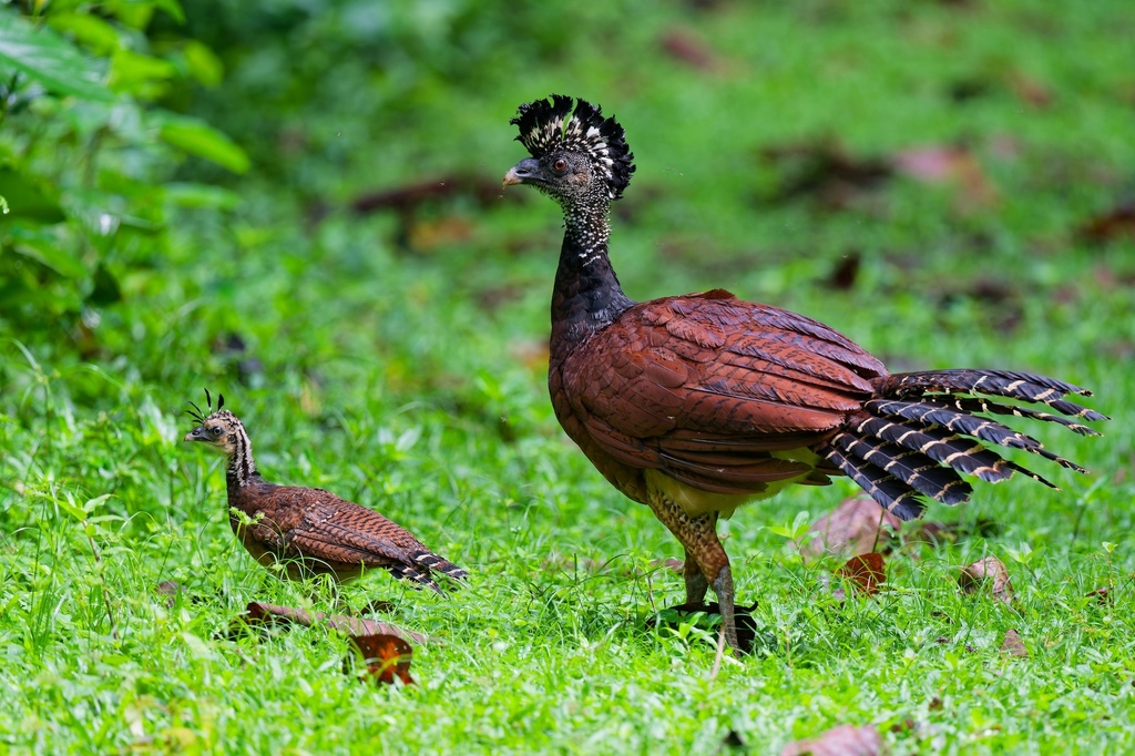 Great Curassow