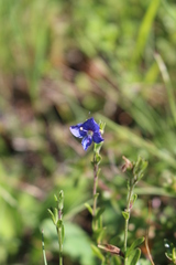 Veronica fruticans