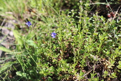 Veronica fruticans