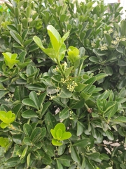 Euonymus japonicus