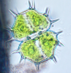 Xanthidium cristatum