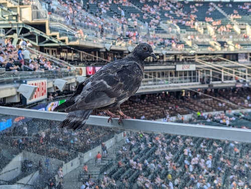 Feral Pigeon photographed in Michigan