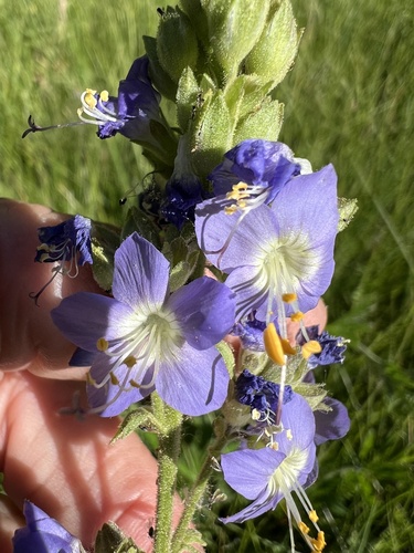 Image of Polemonium occidentale by (c) Steve Matson, some rights reserved (CC BY)