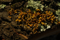 Teloschistes velifer