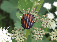 Graphosoma rubrolineatum