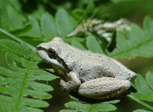 iNaturalist observation photo of Pacific chorus frog
