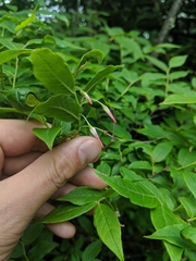 Vaccinium erythrocarpum