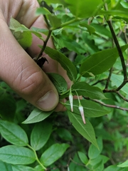 Vaccinium erythrocarpum
