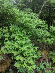 Vaccinium erythrocarpum