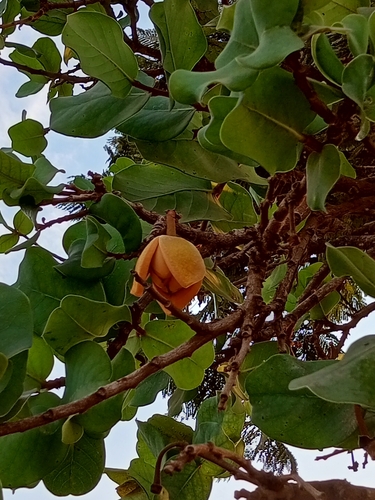 Foto de Araticum
