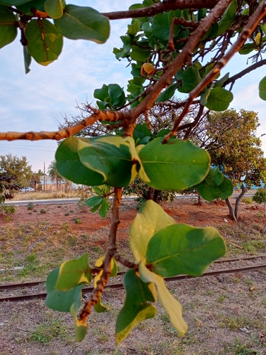 Foto de Araticum