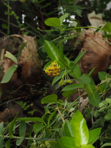 Hoya densifolia Turcz.