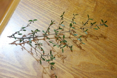 Coprosma propinqua propinqua