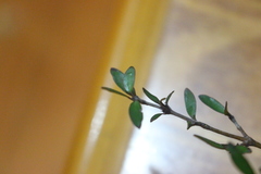 Coprosma propinqua propinqua