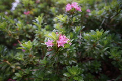 Rhododendron hirsutum
