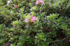 Rhododendron hirsutum