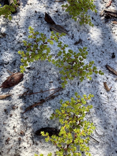 Image of Paronychia herniarioides by no rights reserved