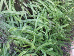 Nephrolepis flexuosa