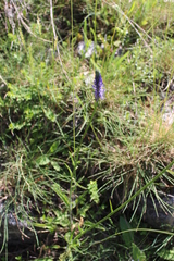 Phyteuma betonicifolium