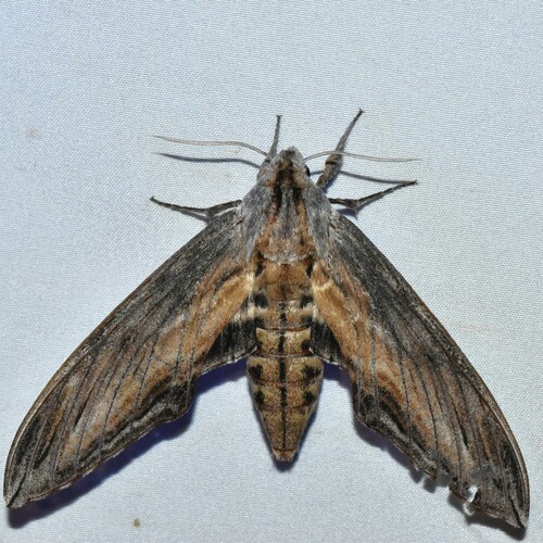 Franck's Sphinx photo 2